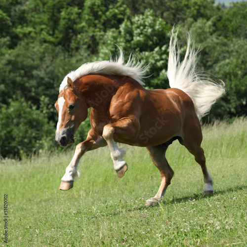 Angry haflinger stallion jumping in nature