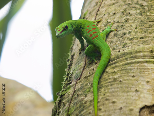 Green Madagascar Day Gecko (Phelsuma madagascariensis)
