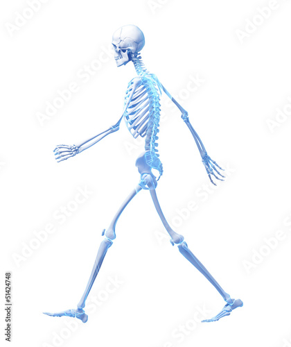 3d rendered medical illustration - walking skeleton