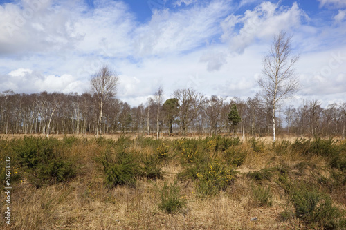 birch trees and gorse