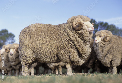 Merino rams