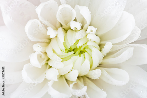 white flower head close up