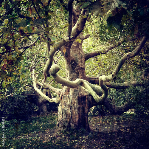 Old tree sycamore