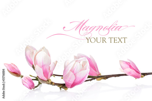 Beautiful branch of magnolia flowers on a white background