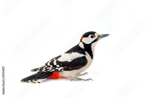 Great Spotted Woodpecker (Dendrocopos major) on white