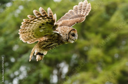 Tawny Owl flying