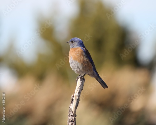 Eastern Bluerbird (Sialia sialis fulva) southwestern subspecies