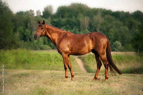 Mixed breed bay horse standing