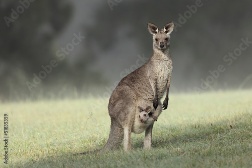 Eastern Grey Kangaroo with joey