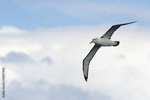 Black-browed Albatross flying against sky.