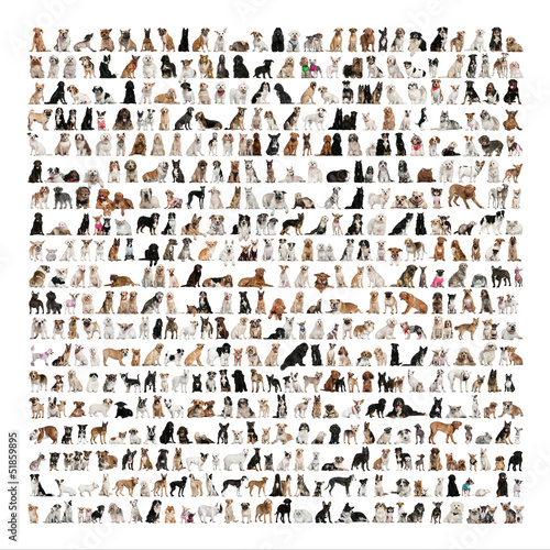 Large group of dog breeds in front of a white background