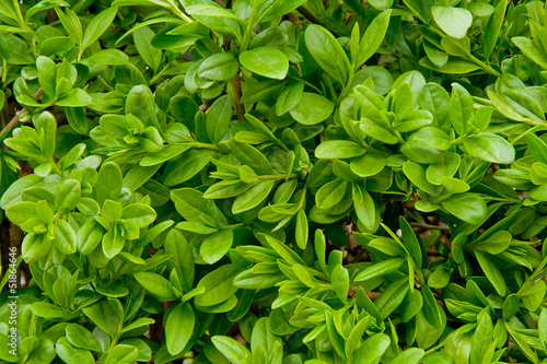 privet hedge