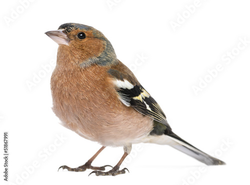 Male Common Chaffinch - Fringilla coelebs, isolated on white