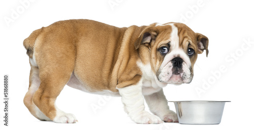 Standing English Bulldog Puppy with metallic dog bowl, 2 months