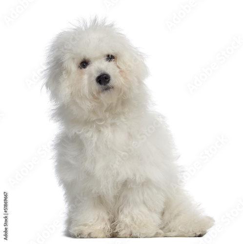 Bichon frisé, 5 months old, sitting, isolated on white