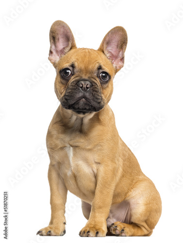French Bulldog puppy sitting and staring, isolated on white