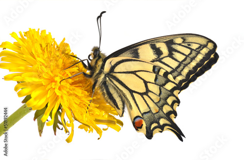 Swallowtail butterfly (Papilio machaon male)
