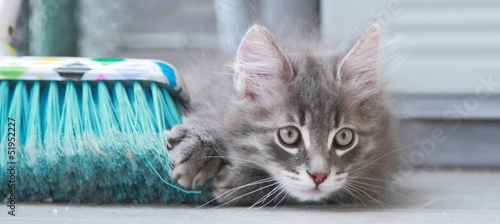 Gattino siberiano color blu gioca con la scopa