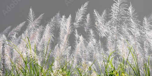 reed flower