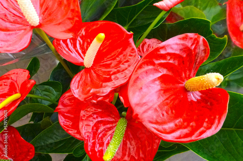 anthurium