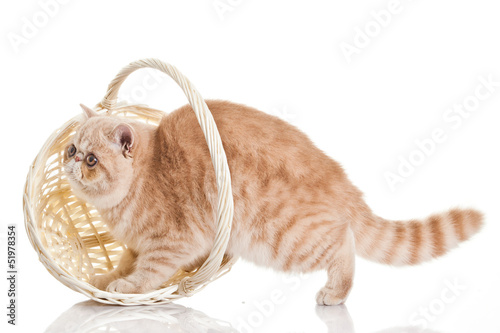 Exotic shorthair cat. Adorable kitten with basket on white back