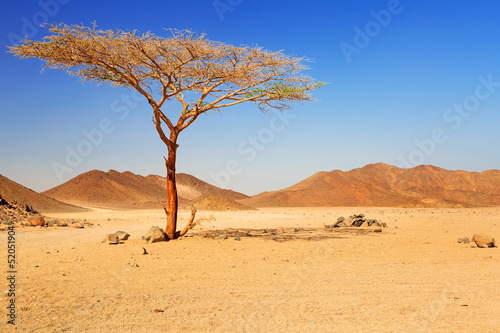 Idyllic desert scenery with single tree, Egypt