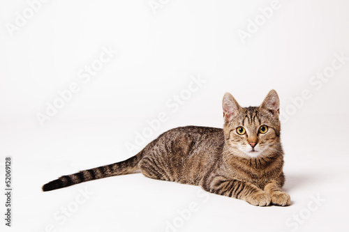 cat on the bright background