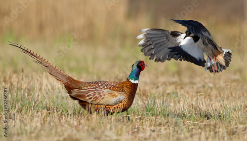 Pheasant is attacked by a lapwing