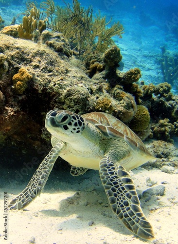 Resting Green Sea Turtle