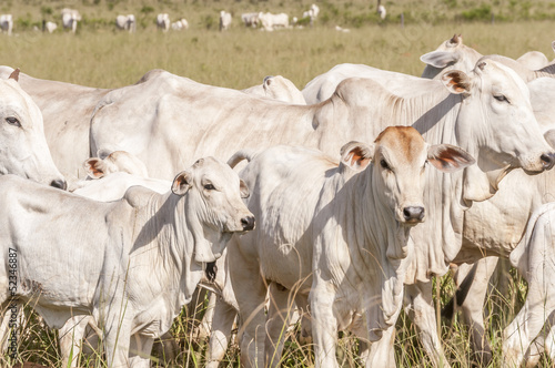 Cows and bulls on a farm in Mato Grosso