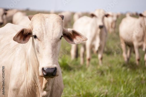 Cows and bulls on a farm in Mato Grosso