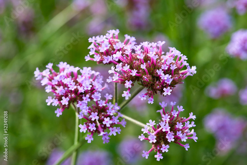 Blooming verbena bonariensis flower