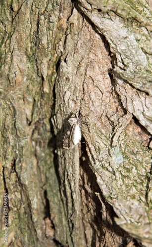 papillon de nuit sur un tronc d'acacia