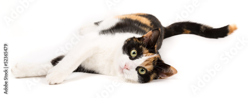 Young cat lying on the ground, isolated in white