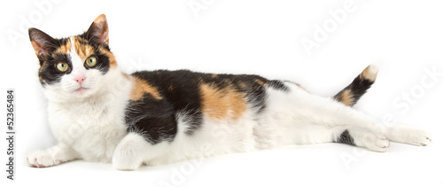 Young cat lying on the ground, isolated in white