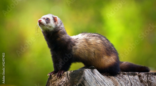 ferret