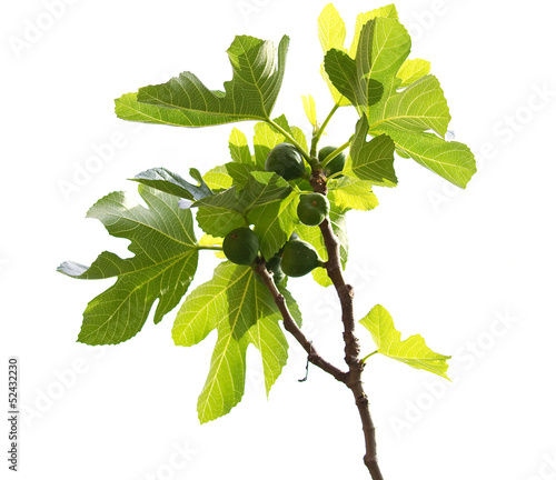 Isolated branch from a fresh green Common fig.Ficus carica.