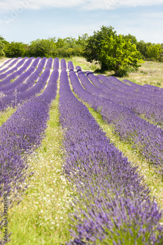 lavender field near Salles-sous-Bois, Rhone-Alpes, France