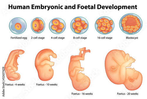 Stages in human embryonic development