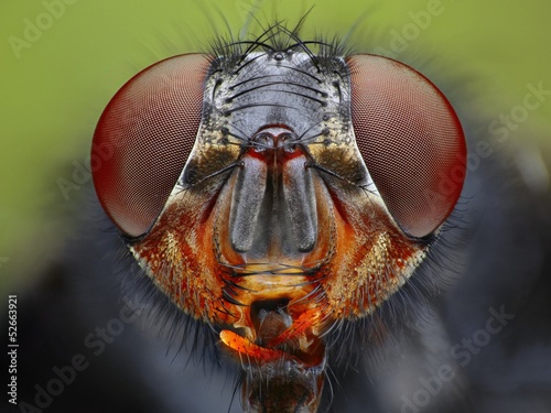 An extreme close up of a fly head