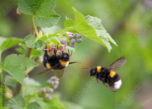 two bumblebee in the flower