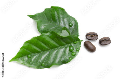Green coffee leaf and coffee bean on white background