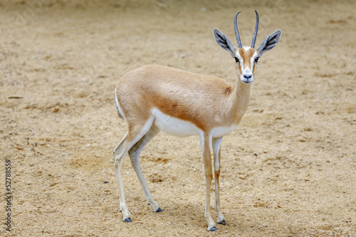 Small gazelle