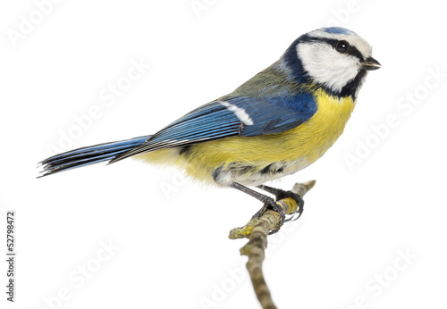 Side view of a Blue Tit perching on a branch Cyanistes caeruleus