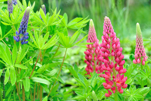 Purple lupin flower