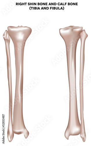 shin bone and calf bone (tibia and fibula)