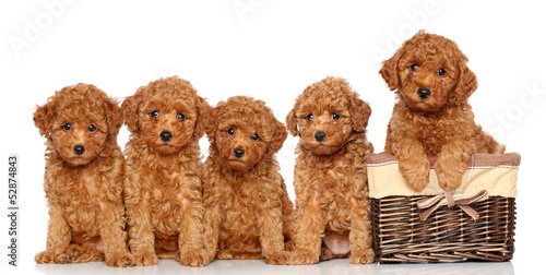 Poodle puppies with basket