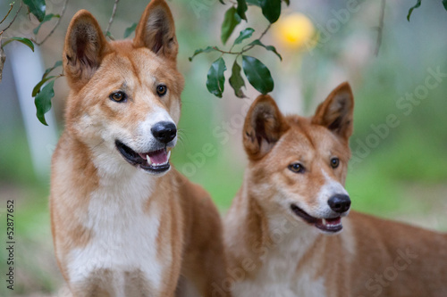 Dingoes