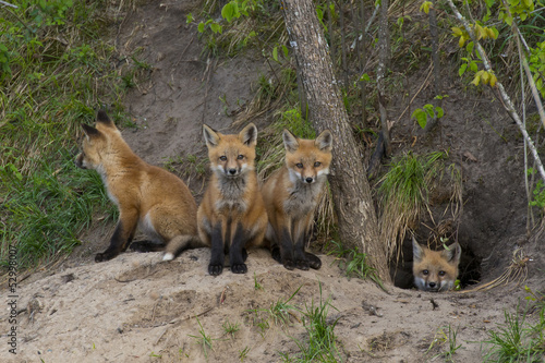 Litter of Red Foxes