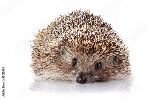 Prickly hedgehog on a white background